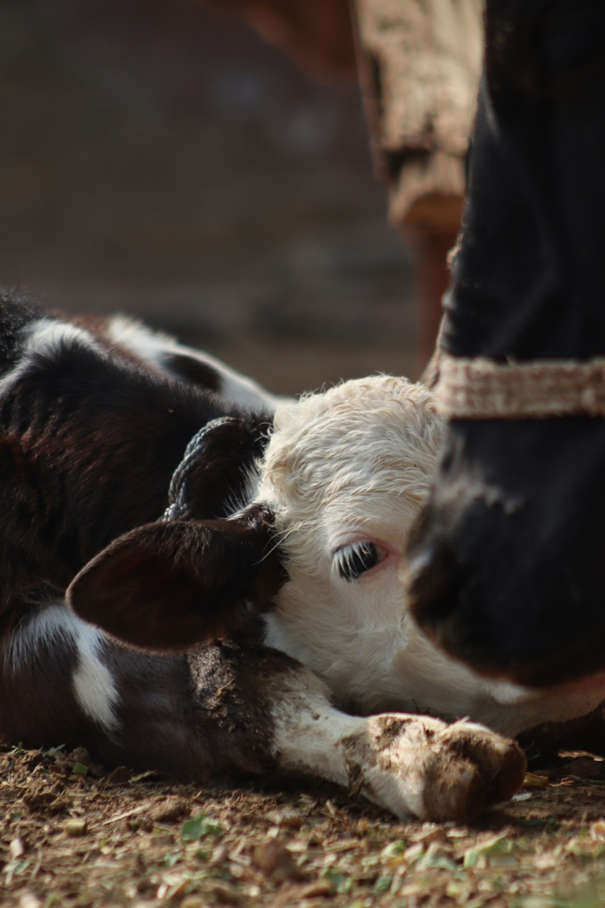 Newborn calf